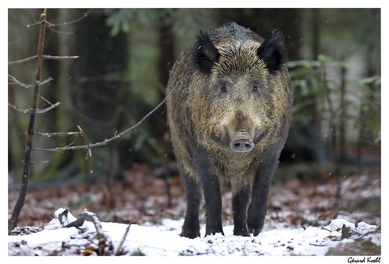  Image name: 28 Cinghiale.jpg 
 width: 782 pixel 
 height: 531 pixel 
 Size: 138015 bytes 
 Click to enlarge 